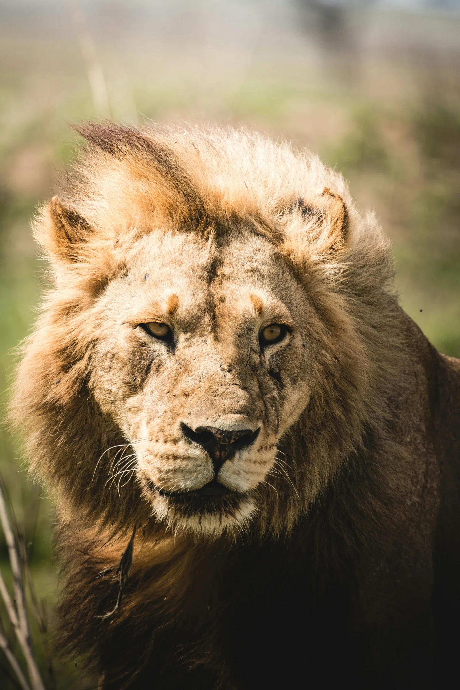8 Days Big Five Premier