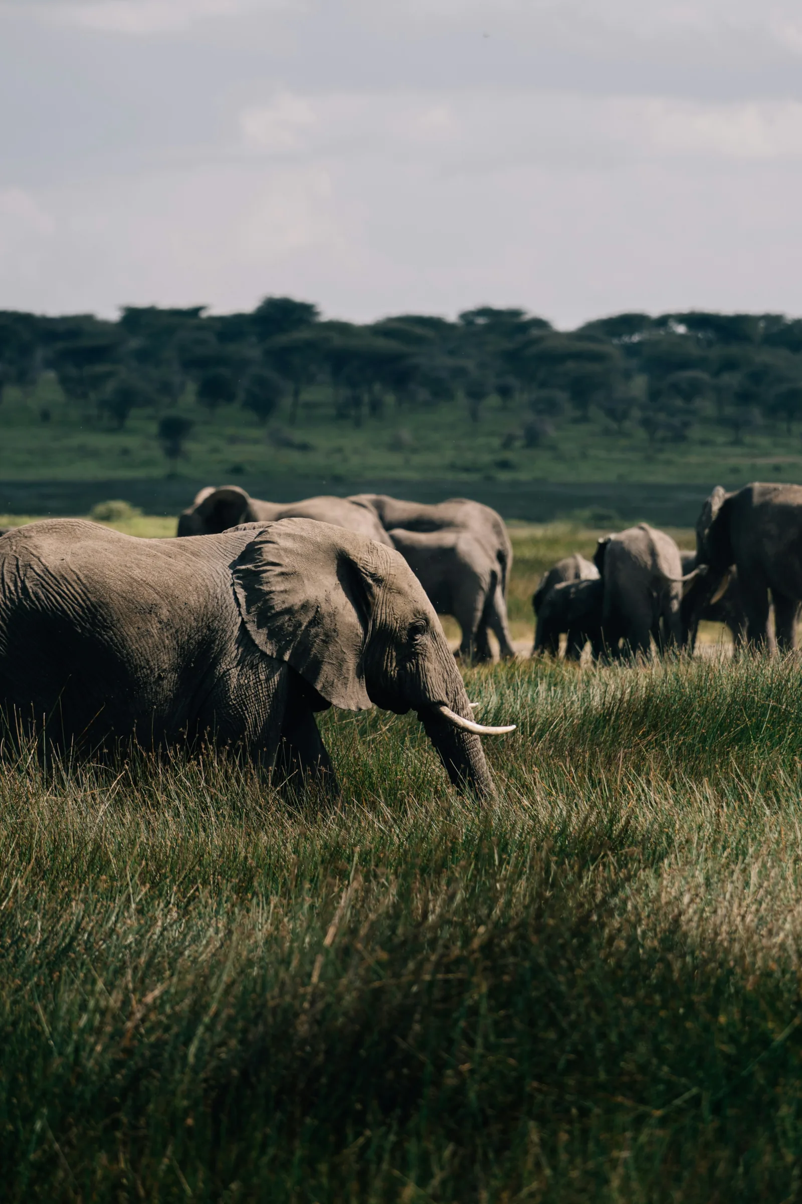 4-Day Fly-in, Fly-out Serengeti Safari