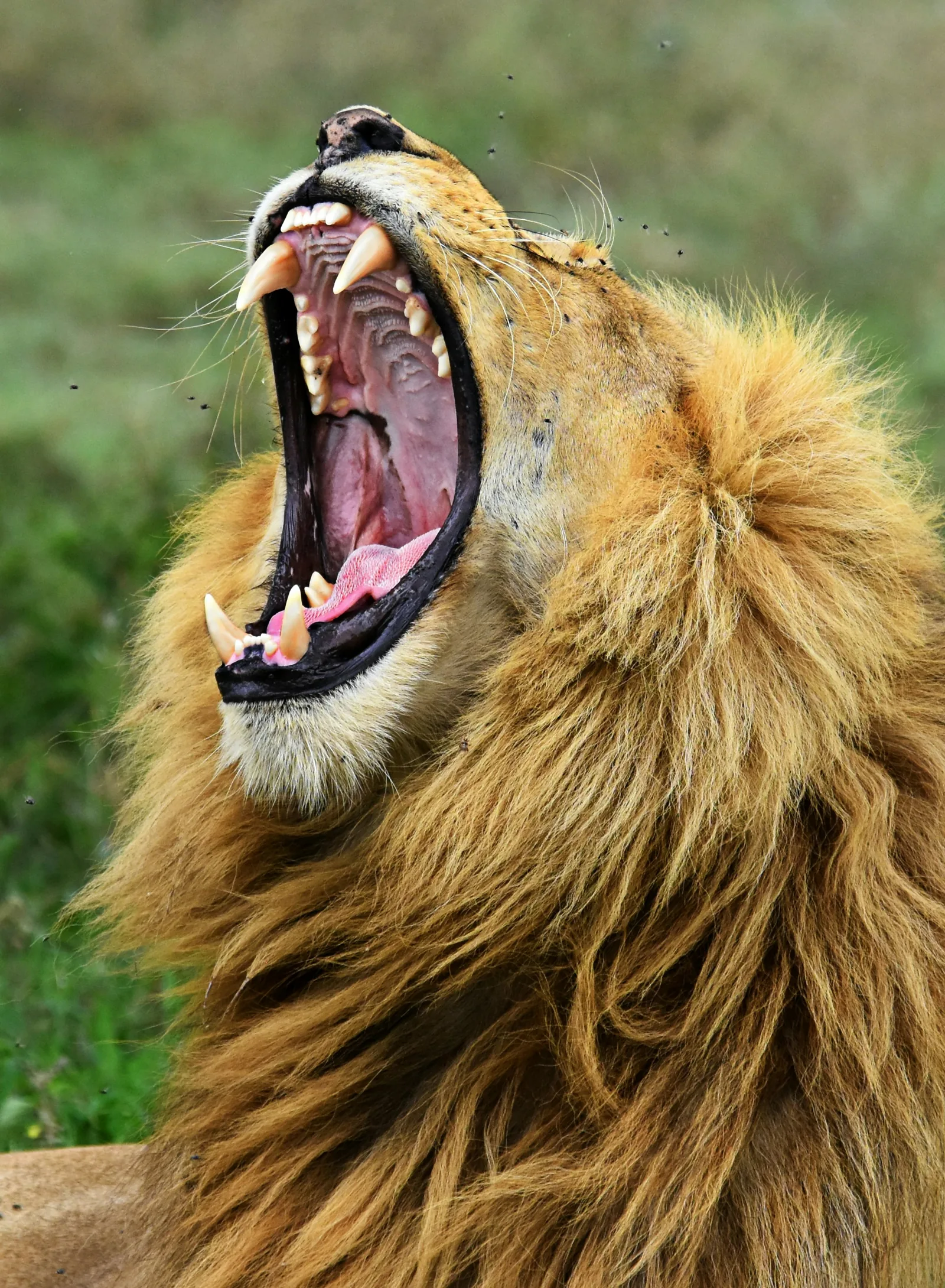 8-Day Explore the Northern Circuit Midrange Safari