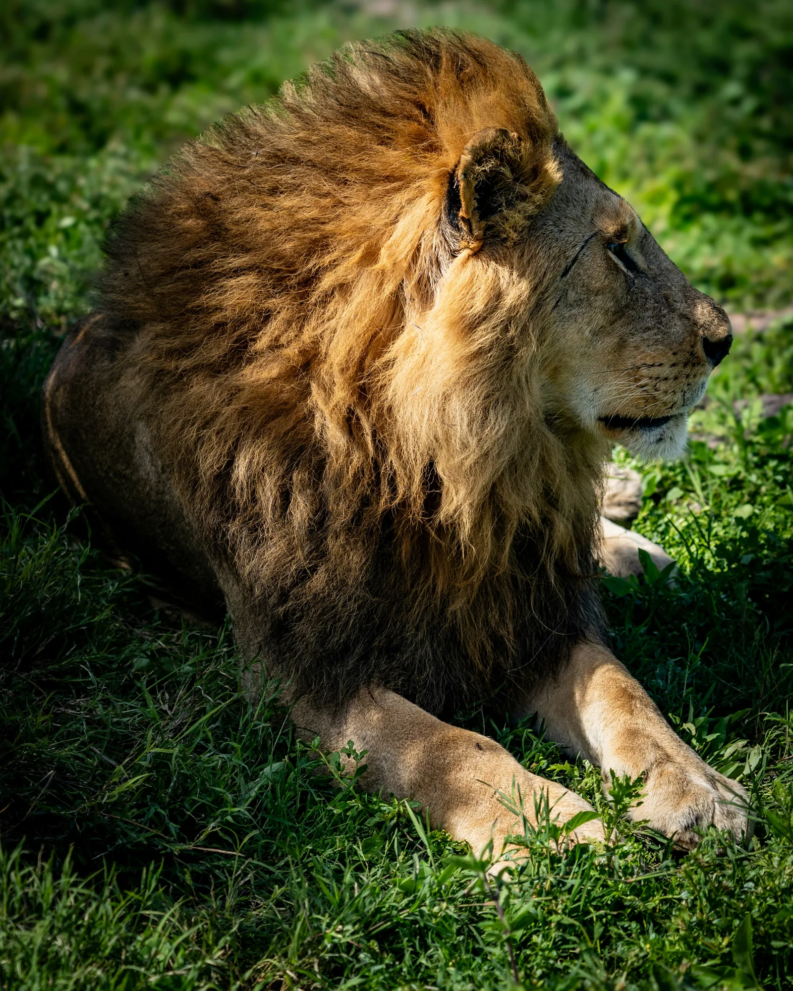 9-Day Serengeti, Ngorongoro, Tarangire & Kilimanjaro